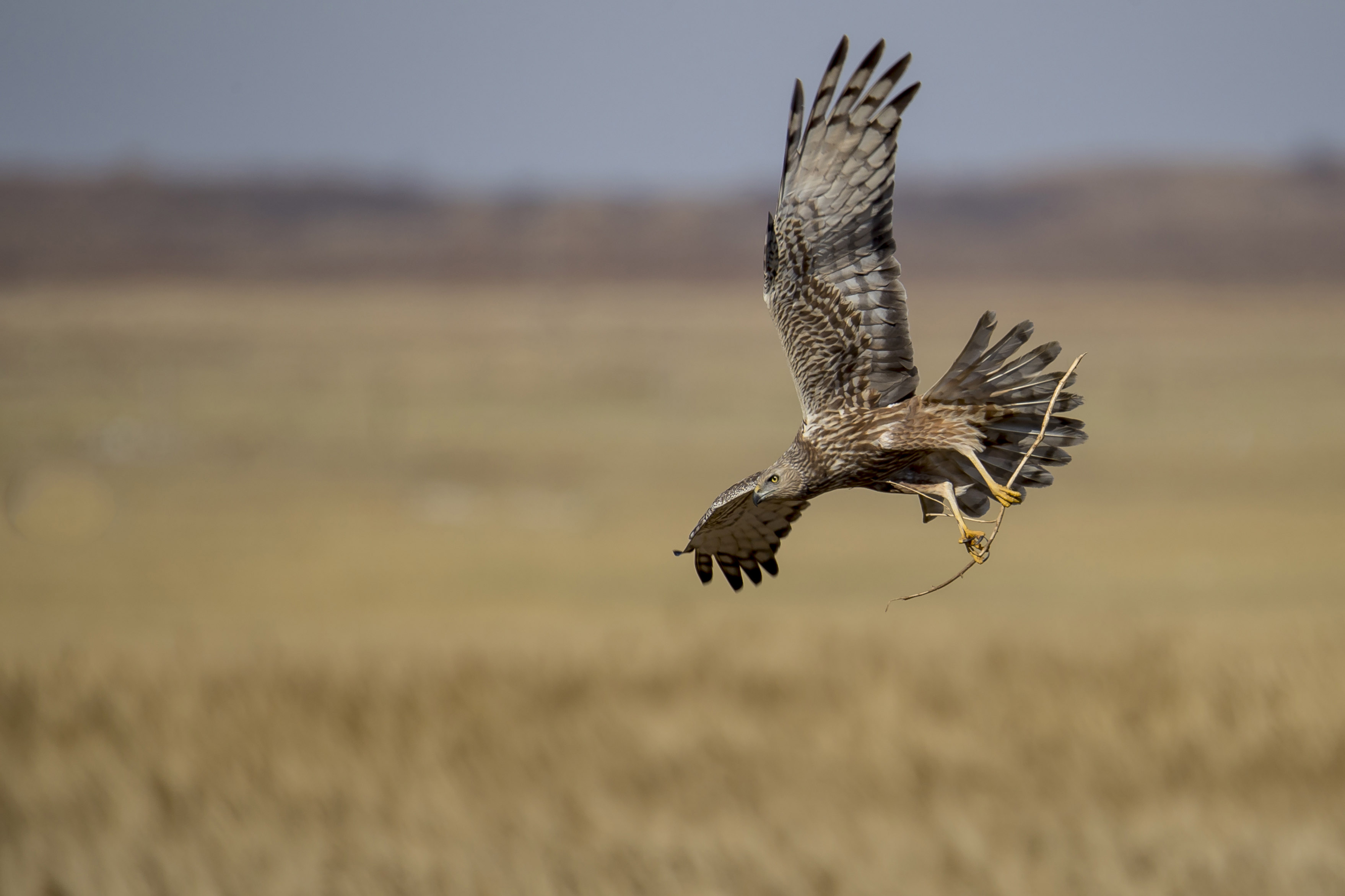 求偶的白腹鹞(组照)