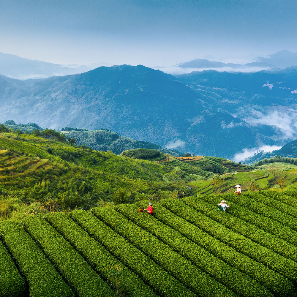 茶山》-"闽东之光61柘荣鸳鸯草场杯"第十二届宁德好风光全国摄影
