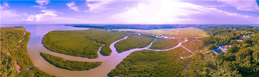 2020年9月4日摄于北海山口红树林保护区