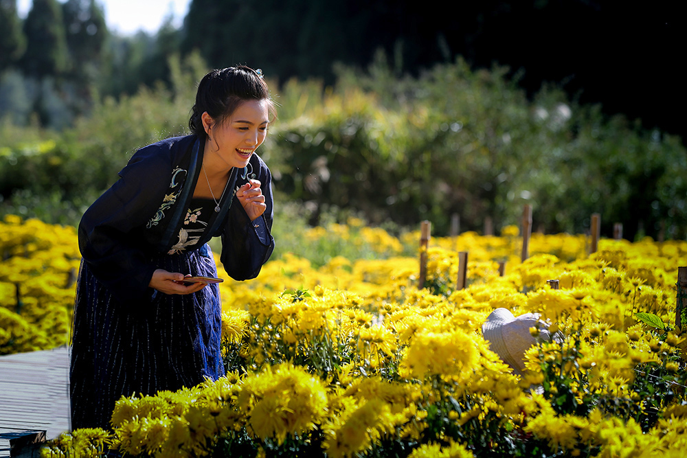 菊花仙子(组照))