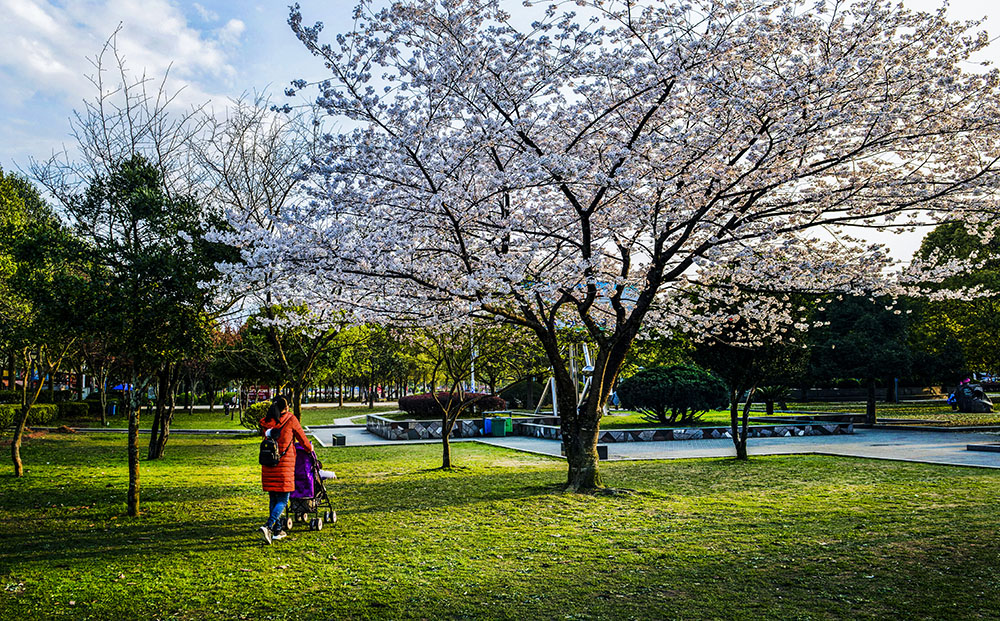 樱花时节-陆小琴柘荣仙屿公园