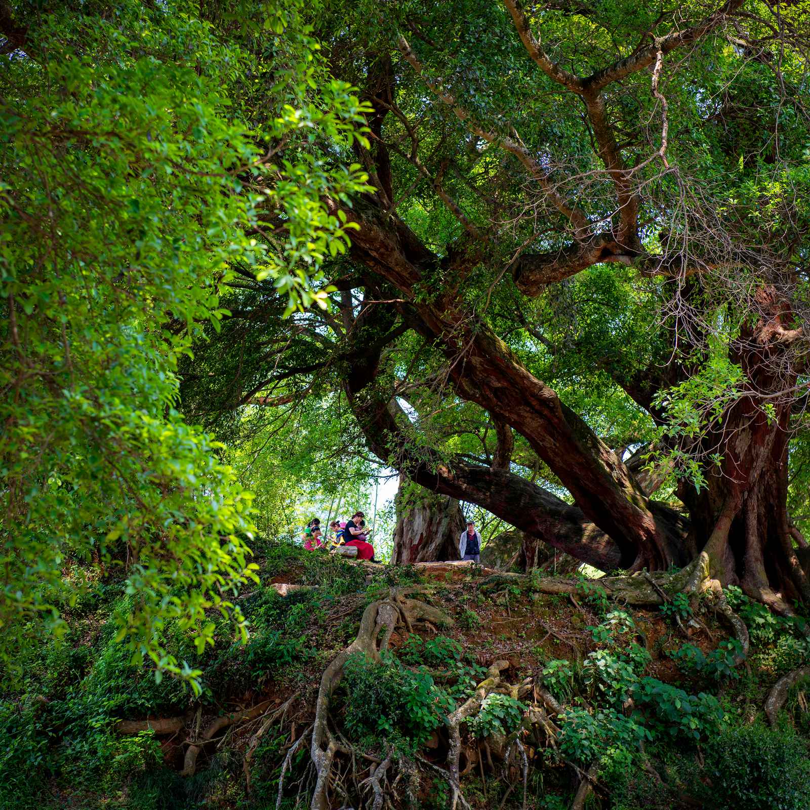 百年古树——陶小化 摄