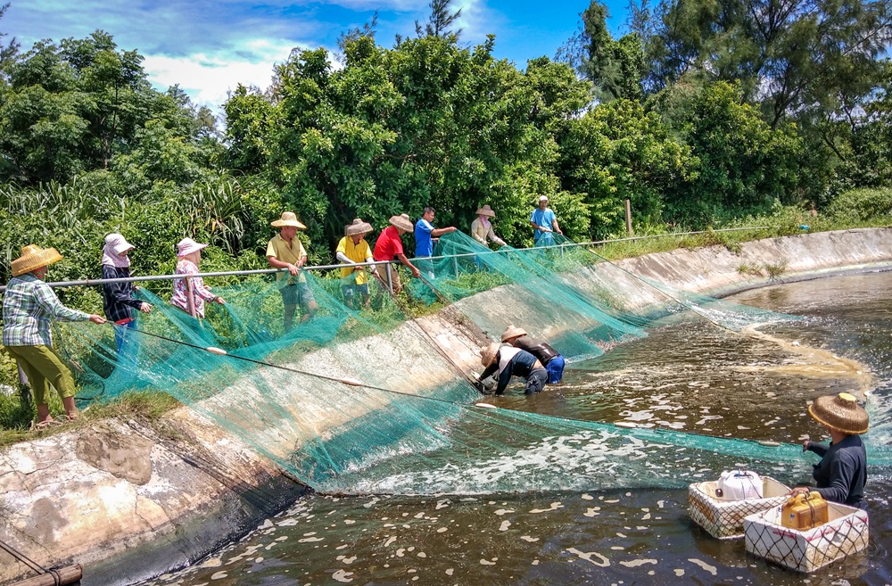 海虾养殖效益高