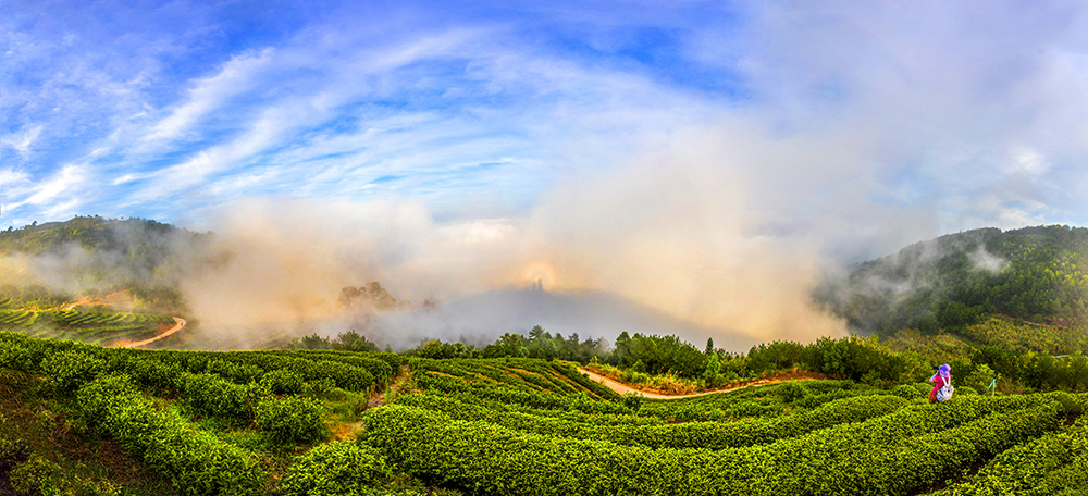 《云罩茶山现佛光》2020年7月19日摄于柘荣英山,佛光常现