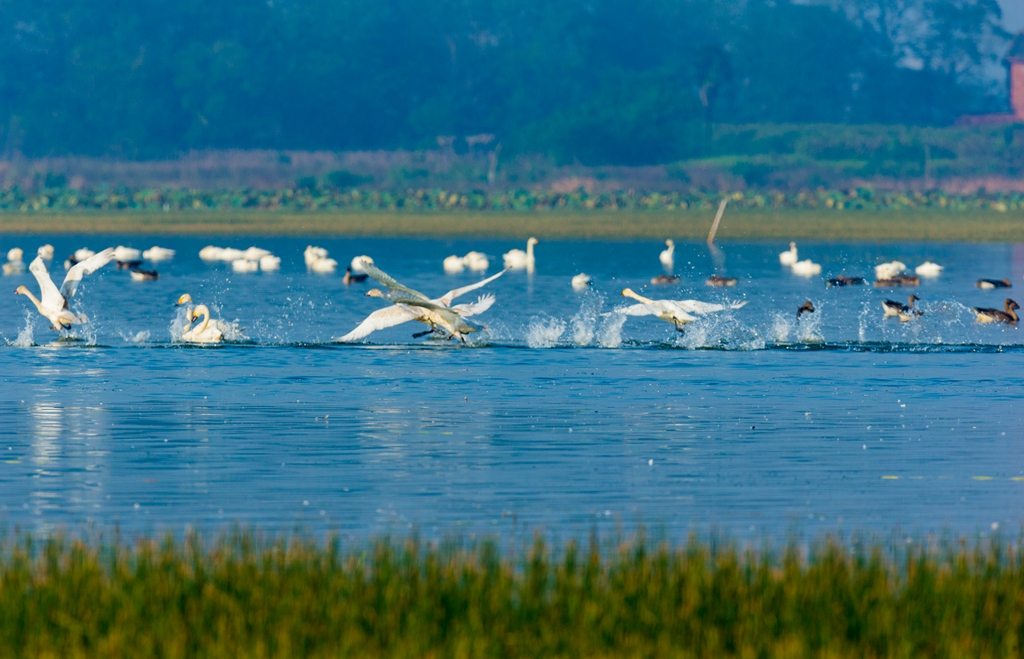 《候鸟戏水图》 20161105摄于江西都昌
