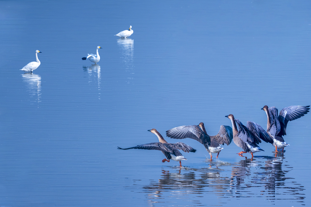《大雁与天鹅》