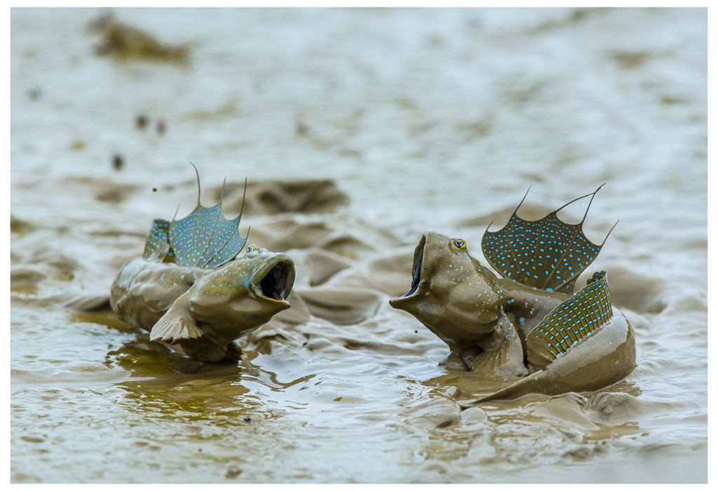滩涂精灵之跳跳鱼