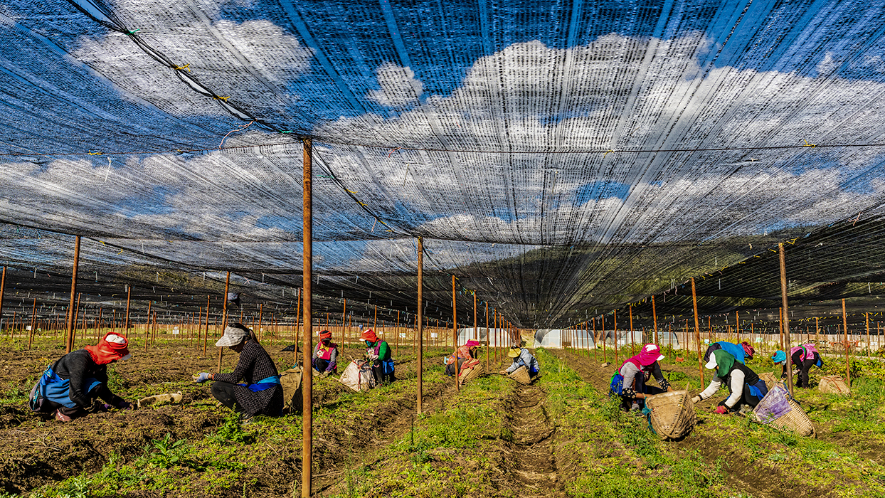 拍摄于云南省香格里拉市小中甸(和平村)的忠浩野生中药材种植有限公司