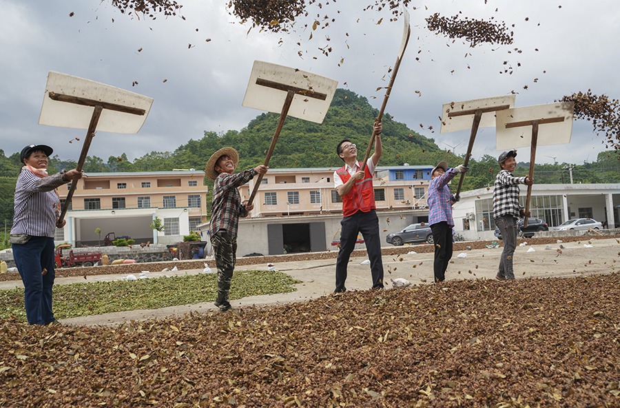 广西马山县小岗村大力发展特色产业--八角,丰收后带富一方群众