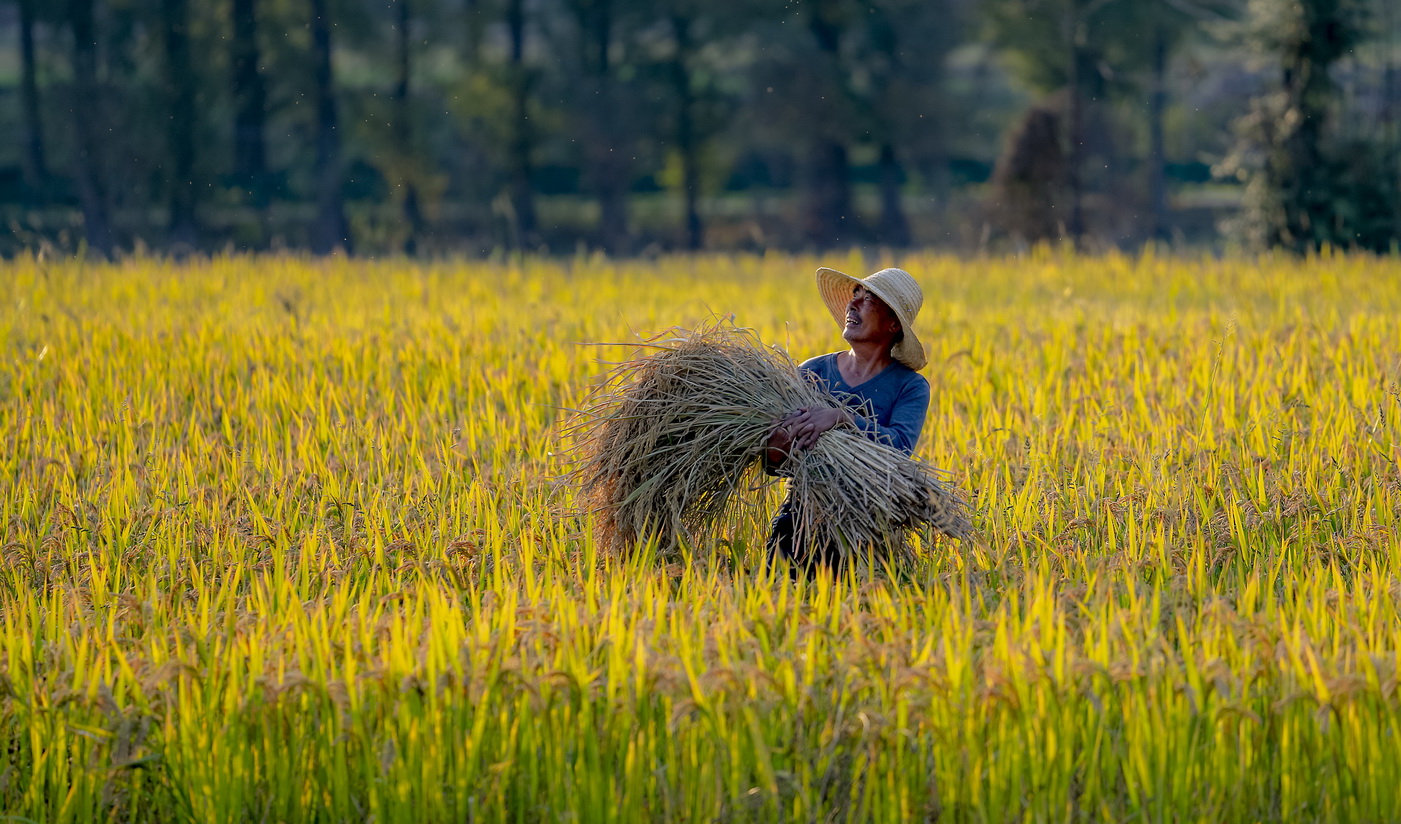 丰收-中国第三届扶贫公益摄影大展征稿区-大众摄影网