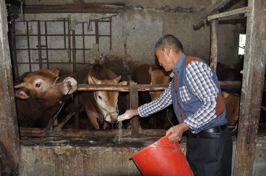 从贫困户到养牛大王2