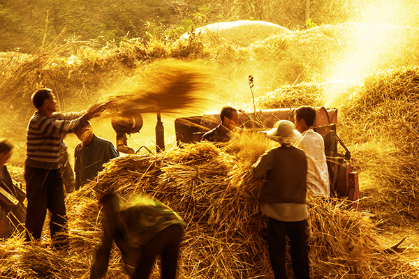 2015年6月6月,山东诸城市林家村镇黑土夼村的村民正在打麦场.
