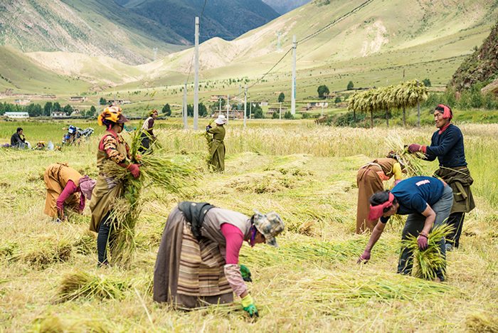 藏族同胞正在收割青稞.
