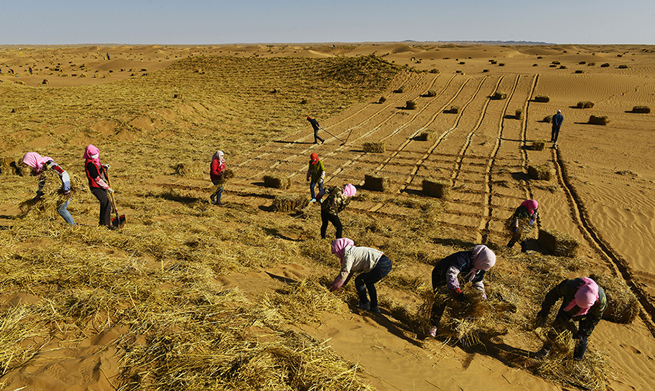 治沙造林保家园 脱贫攻坚奔小康(组照12张)