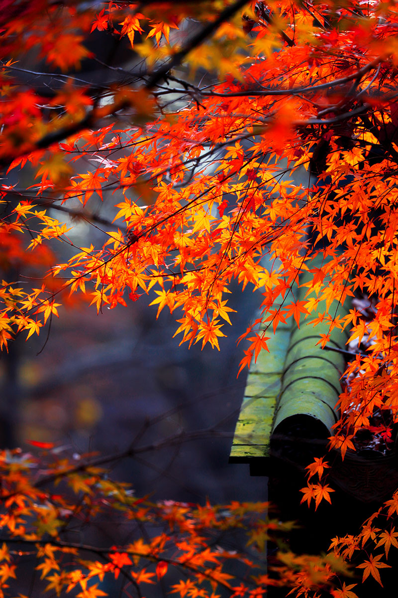 栖霞山枫叶之秋枫红