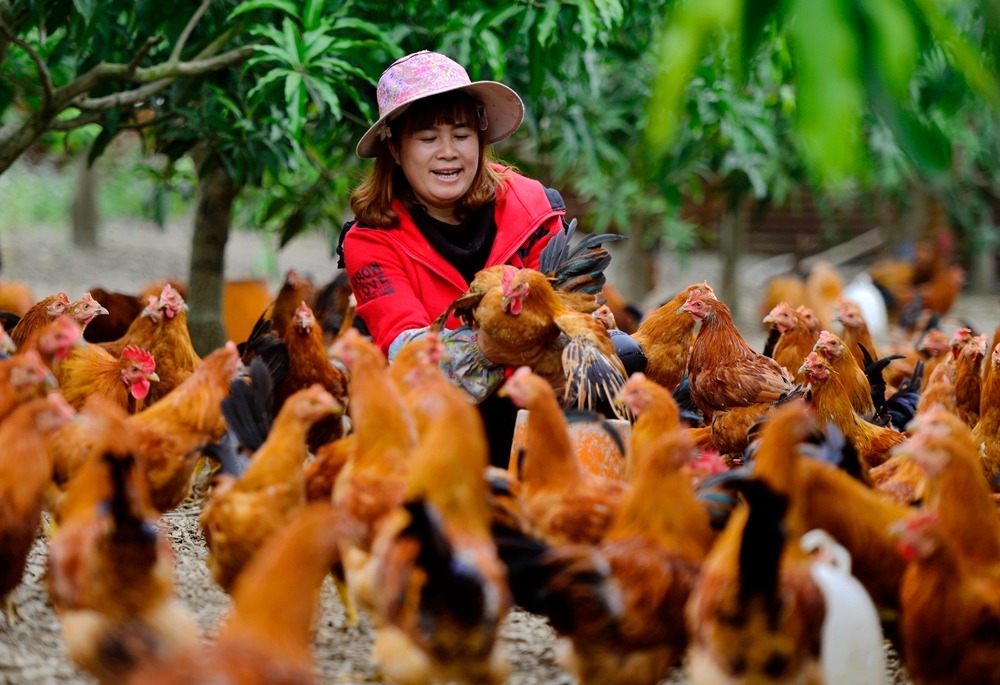 广西百色市田阳区百合盛巾帼养鸡示范户黄雪琴.jpg