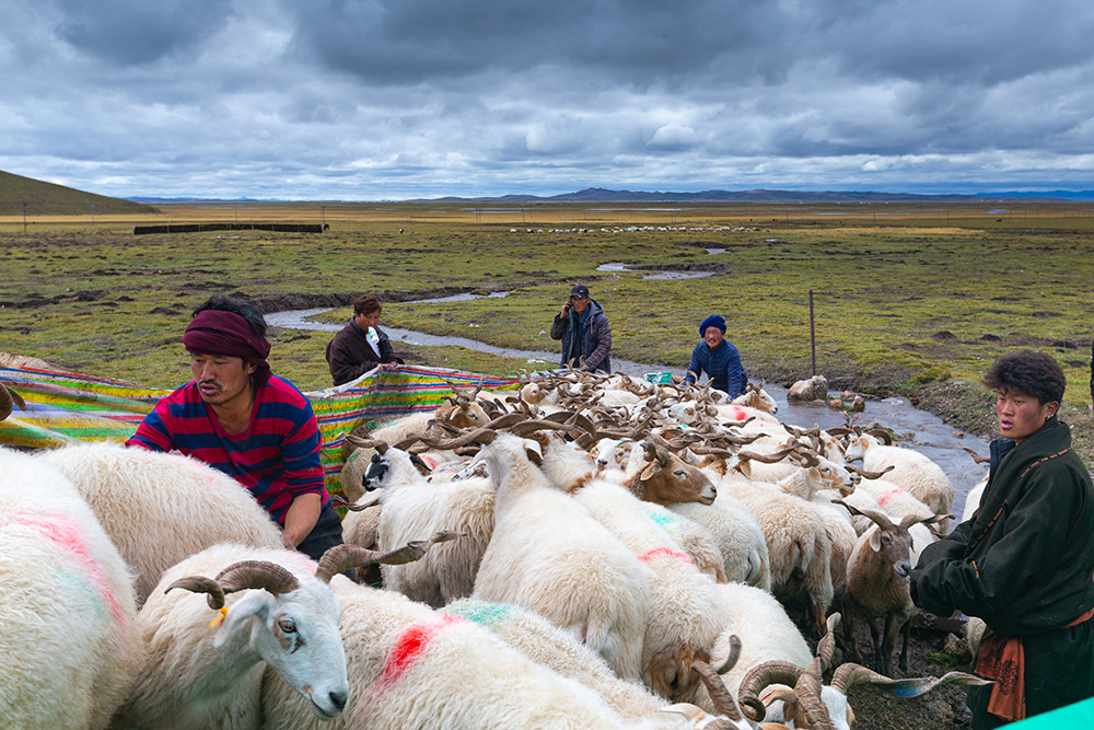 羊羊得意 甘肃甘南自治州玛曲县国道345旁赶羊上车.jpg