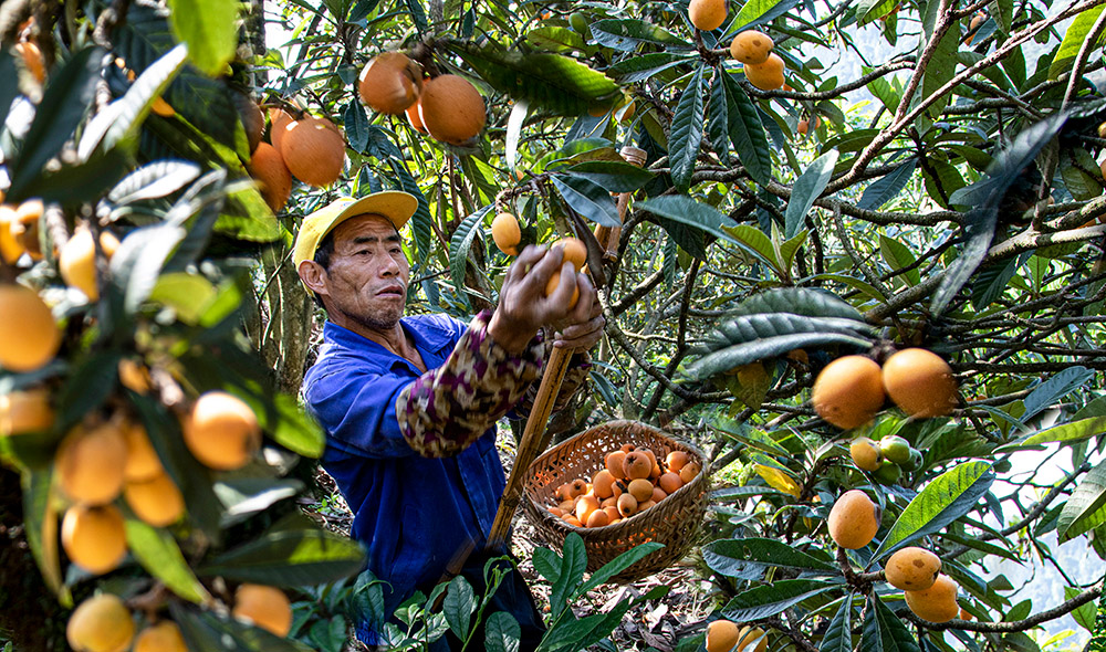 拍摄时间:5月20日地点:安徽歙县新安江漳潭,绵潭和溣潭三潭枇杷成熟季