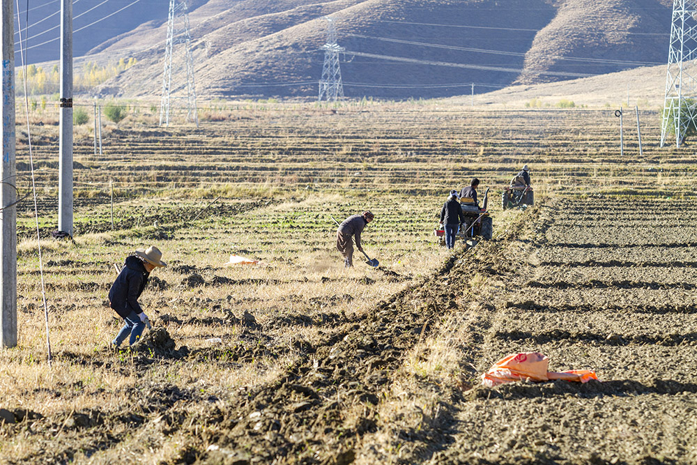 种青稞组照之三