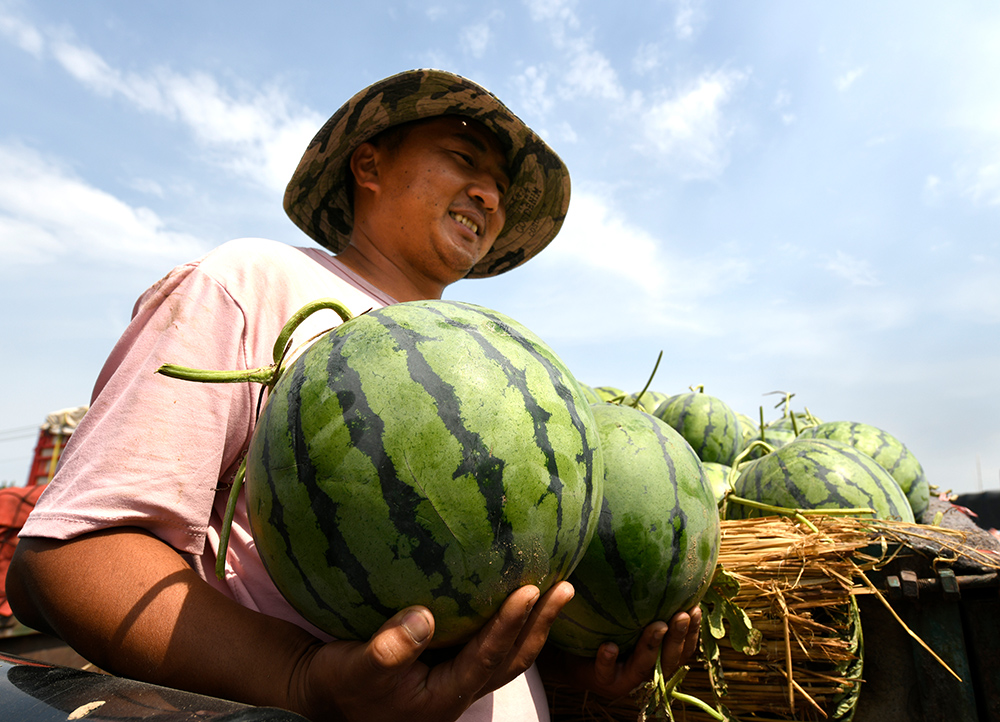 《开封西瓜喜丰收》组照