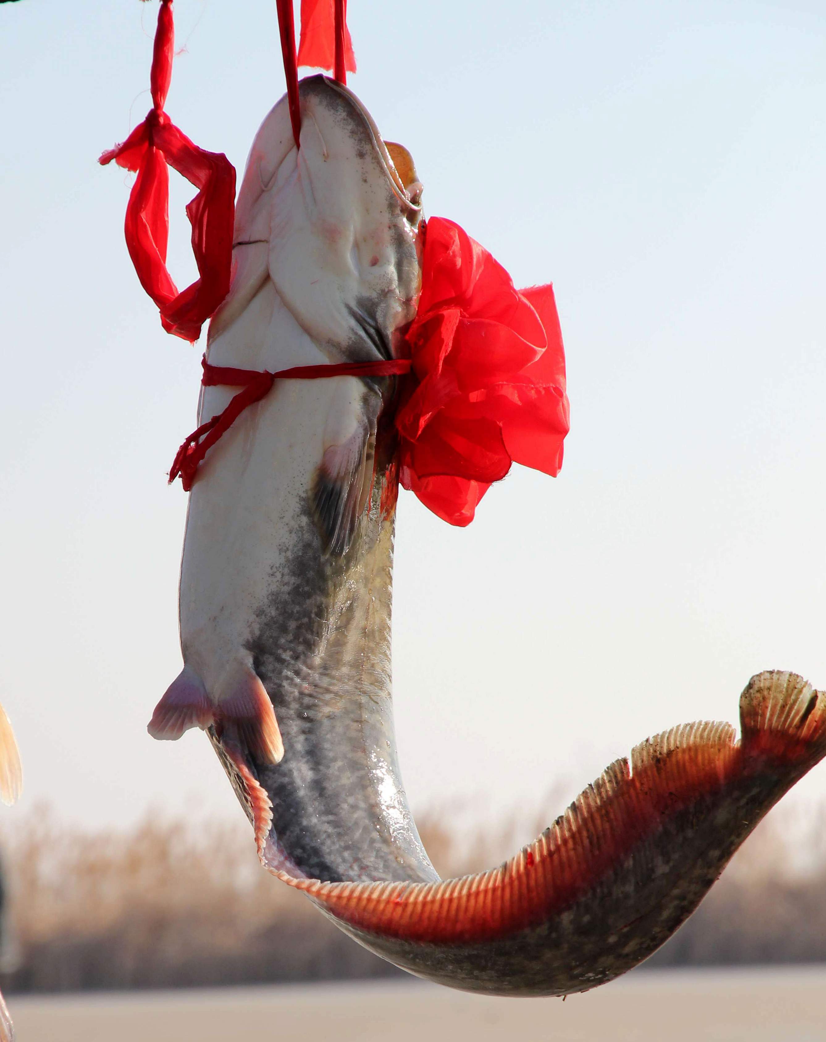 水中极品一黄河大鲶鱼-第四届"大美渔村 平安渔业"中国渔业征稿区