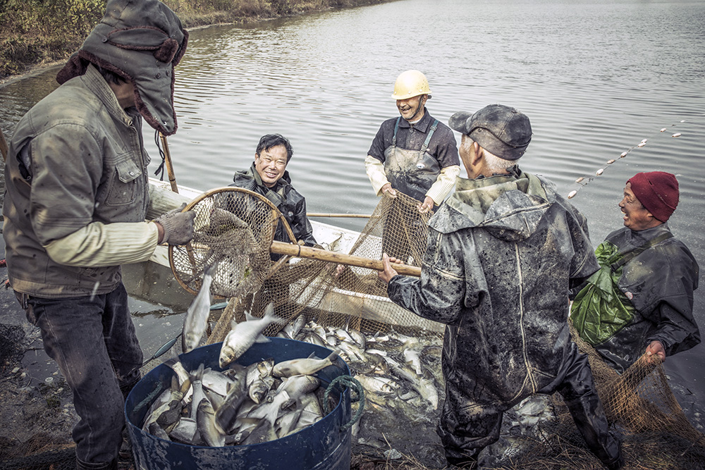 拍摄于湖南常德市安乡县农村.丰收的渔业,喜在心头,笑在脸上. .
