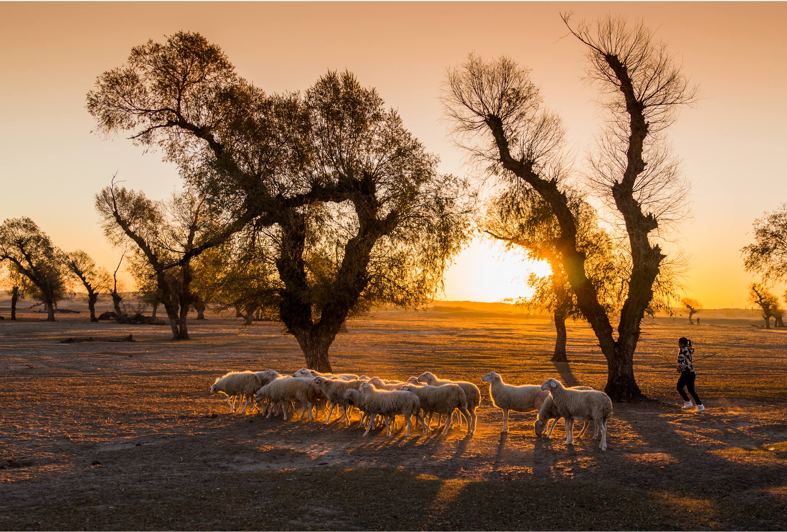 放牧的小女孩 陶振刚
