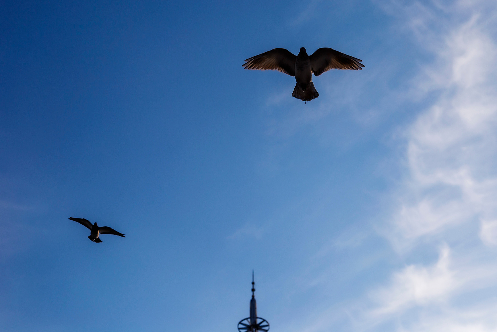 《翱翔》鸽子在蓝天上自由的翱翔.石慧卿摄于山西临汾