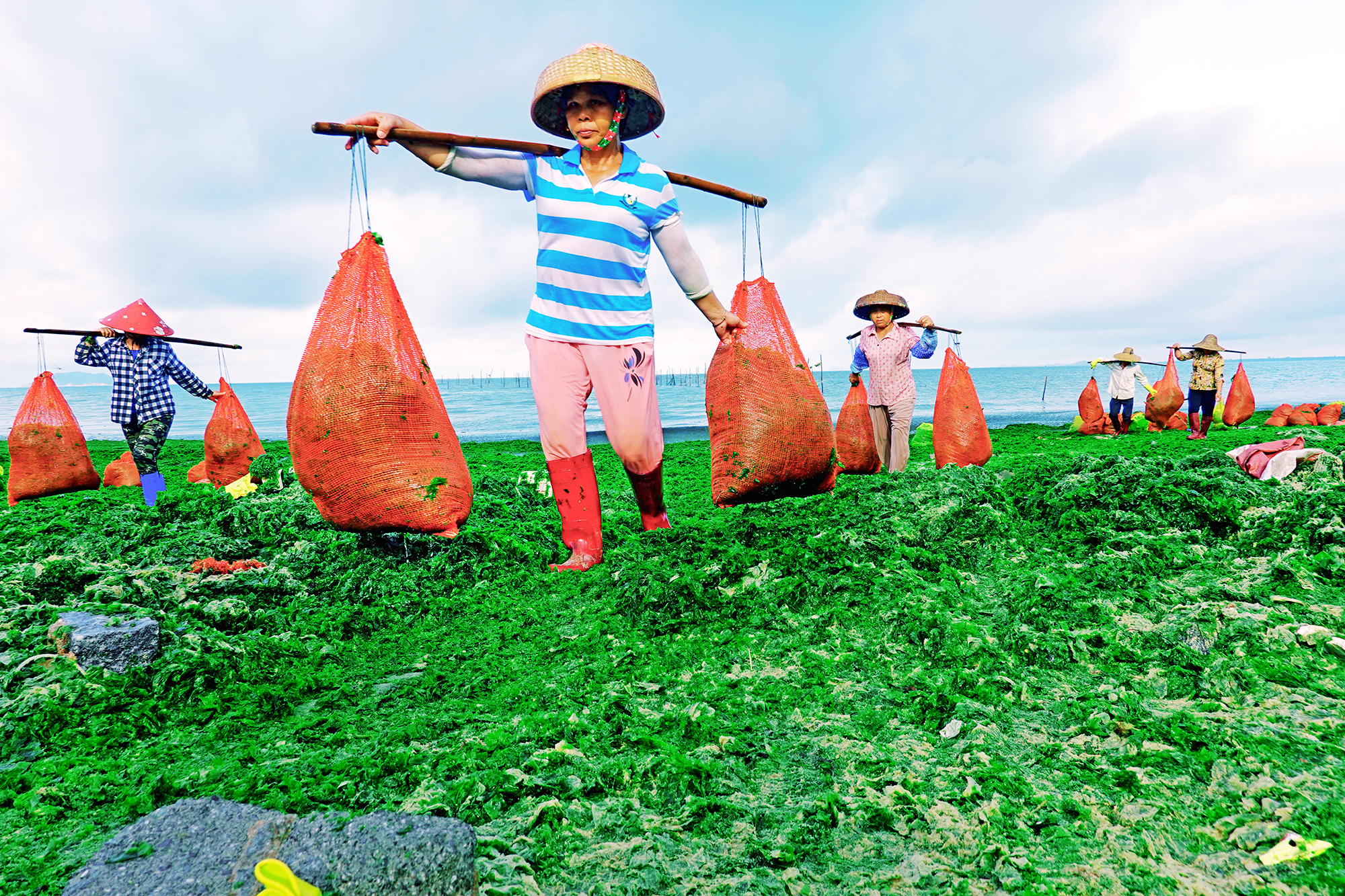 莲头岭渔民在海边拾紫菜,装入网兜将紫菜挑上岸,然后用汽车拉去加工.