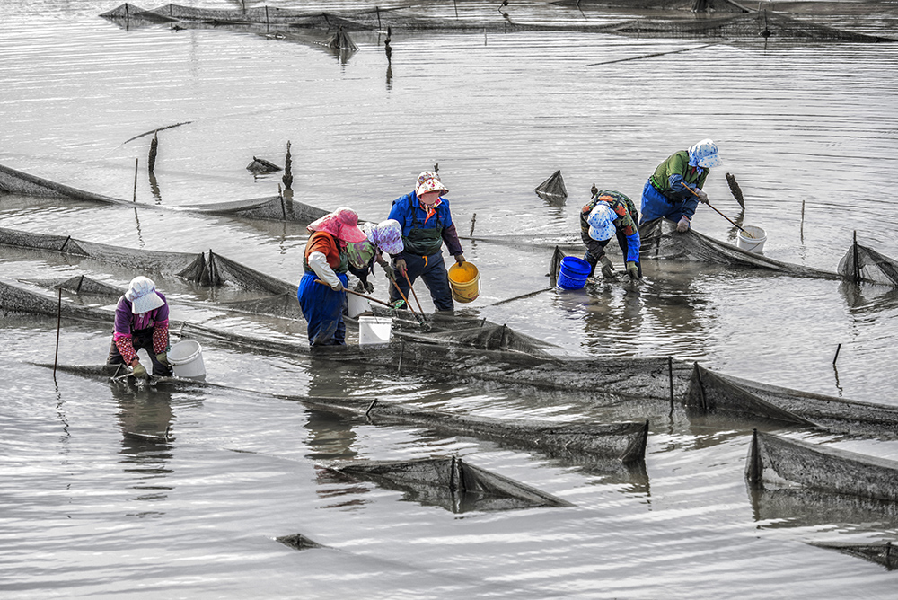 捞海参的女工