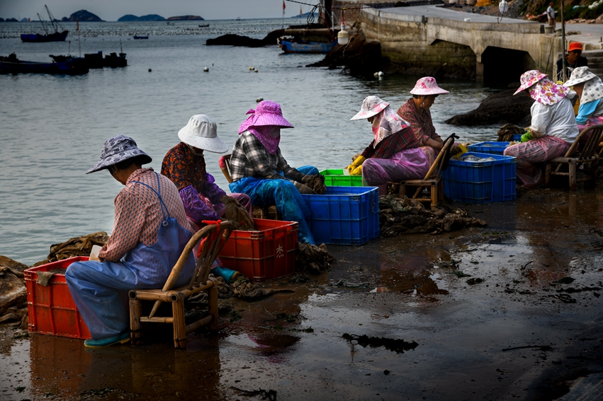 贻贝加工厂的女工们在清理网箱渔网