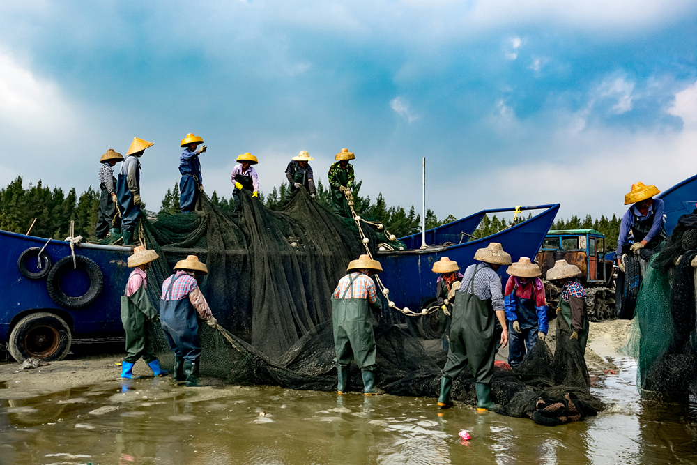 小渔村的渔民们拖大网捕鱼,收成颇丰,作业结束后渔民们在收网.