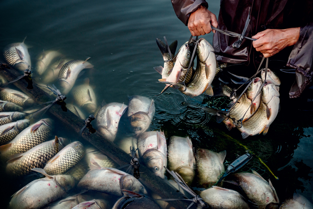 福建省建瓯弓鱼.