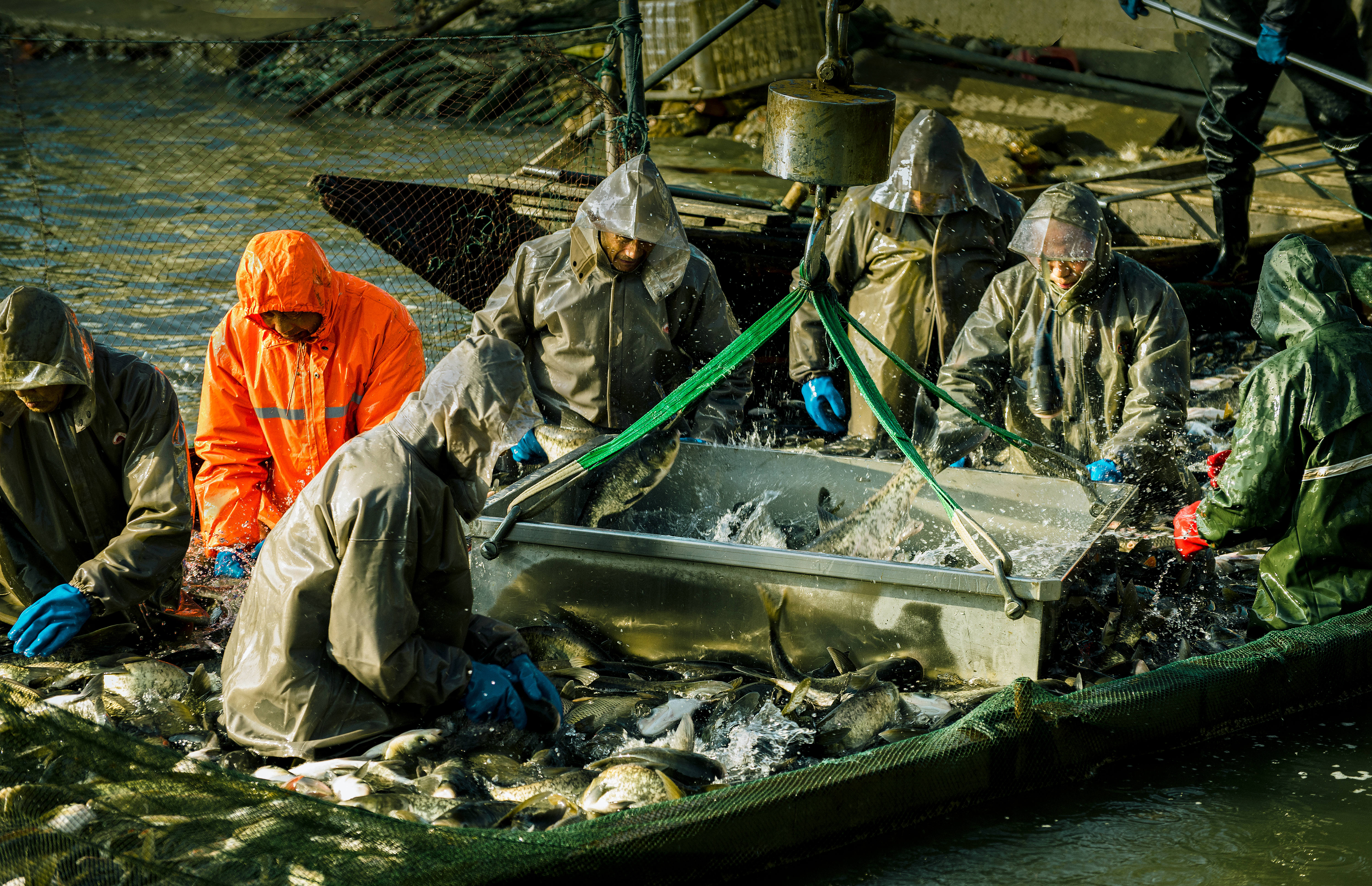 《鱼满仓》组照4张