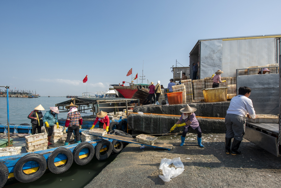 《喧闹的白马井渔港》组照
