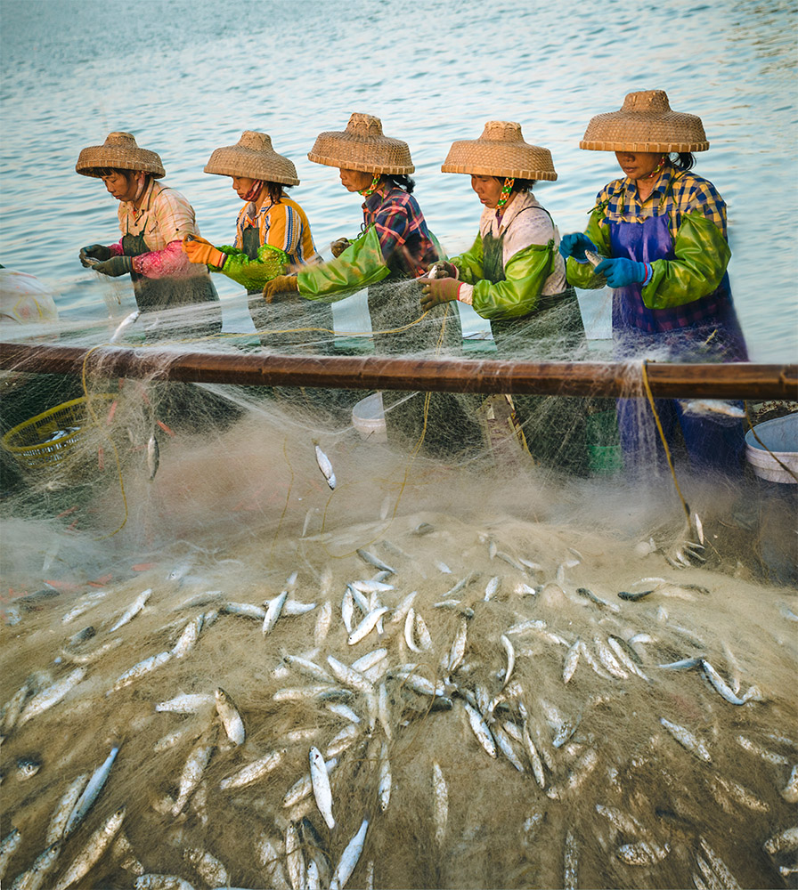 《解鱼》          2020年12月7日摄于广东徐闻外罗渔港  《渔家五