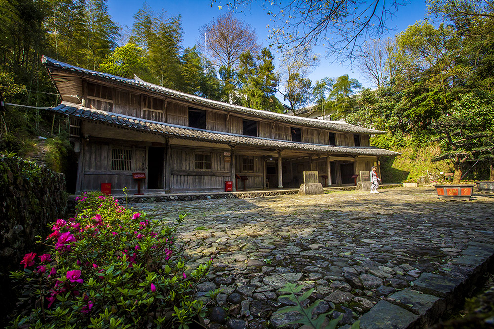 红都凤林组照3(2019年3月15日)拍摄于浙江省平阳县凤卧镇冠尖省一大