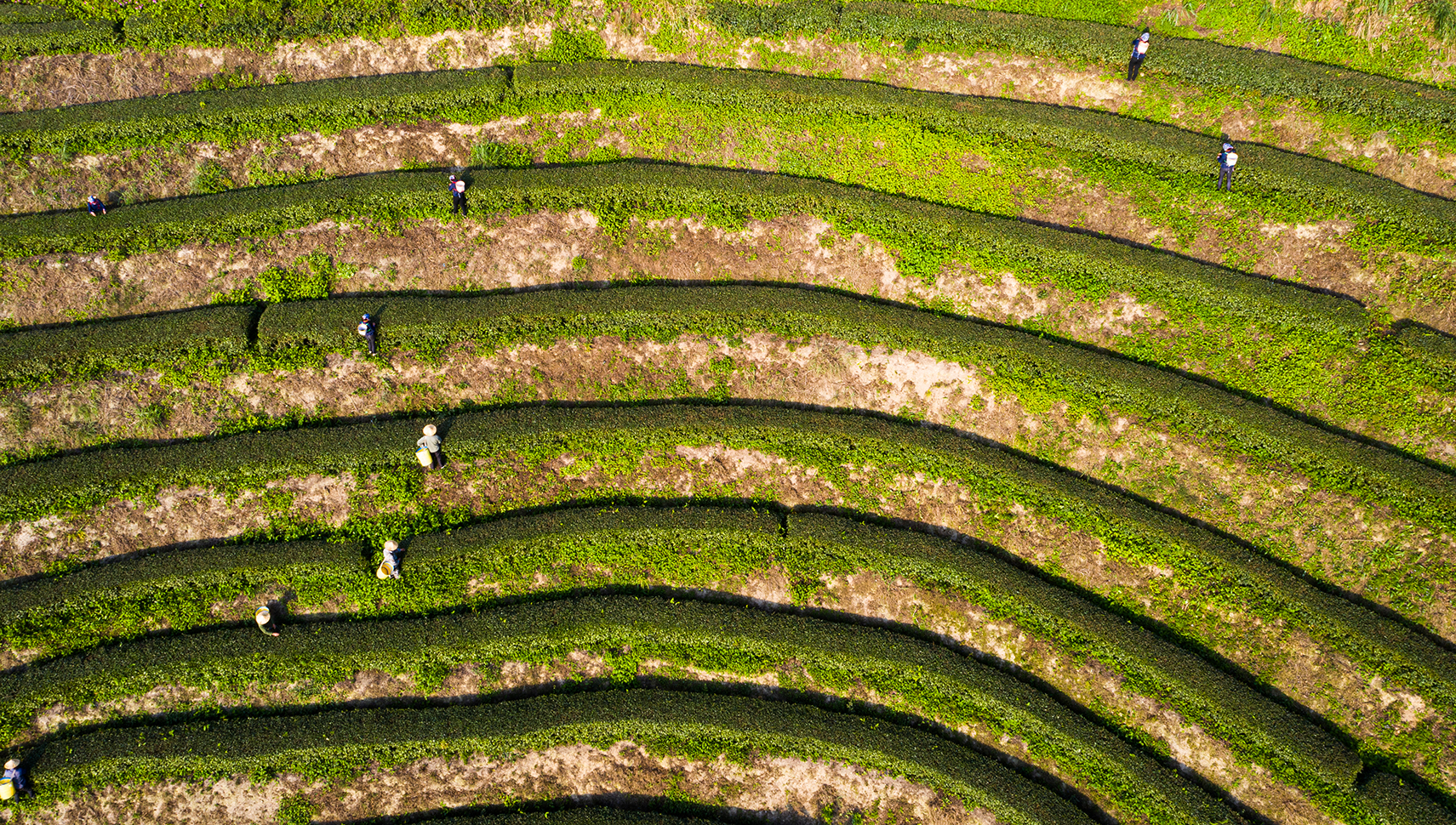 漳州市九龙江高峰谷茶园航拍俯瞰1(严硕 摄).jpg
