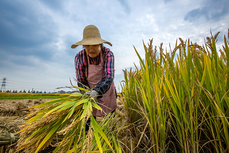 10 江苏常州 农民正在田间割稻中.jpg小.jpg.jpg