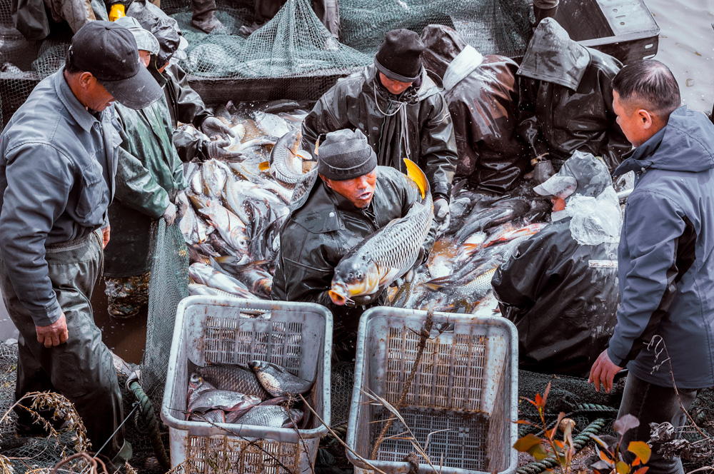 标题:《塌陷区里的新渔民》.2020年4月11日拍摄于山东省济宁市兖州区.
