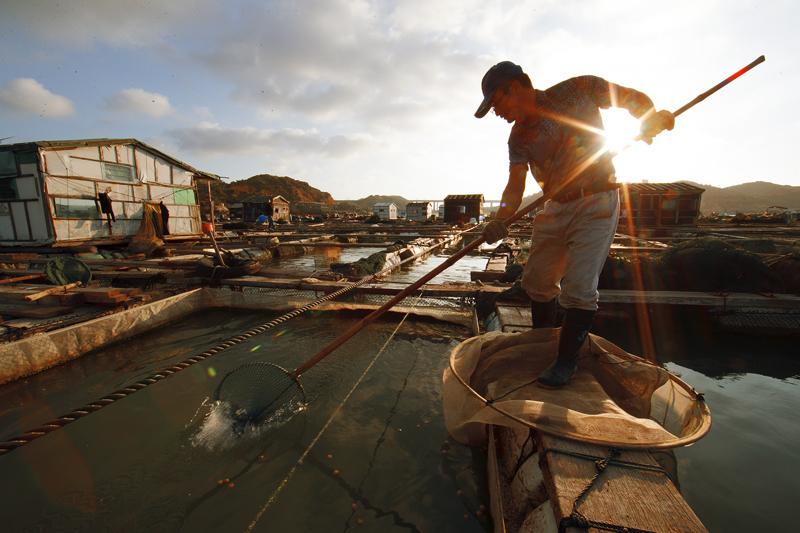 渔排劳作