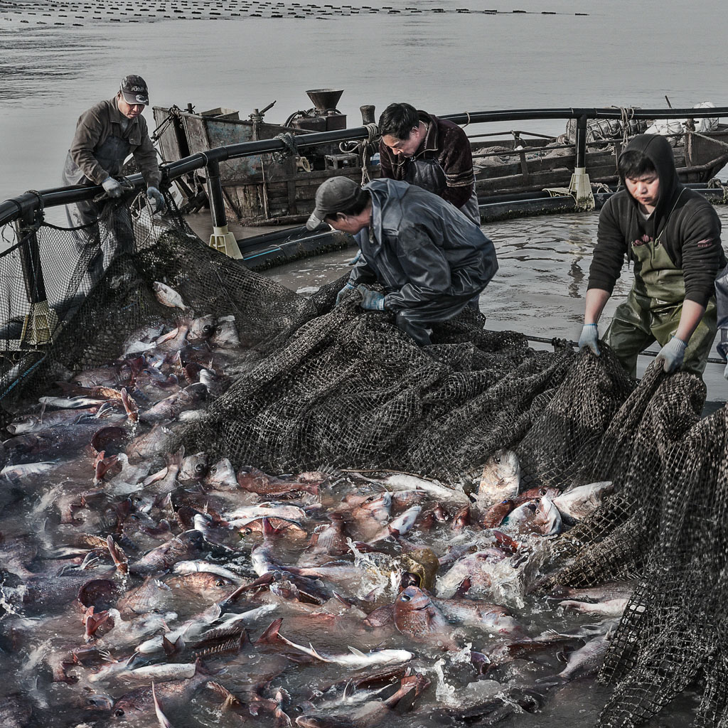 《收获的忙碌》(组照)-第四届"大美渔村 平安渔业"中国渔业征稿区