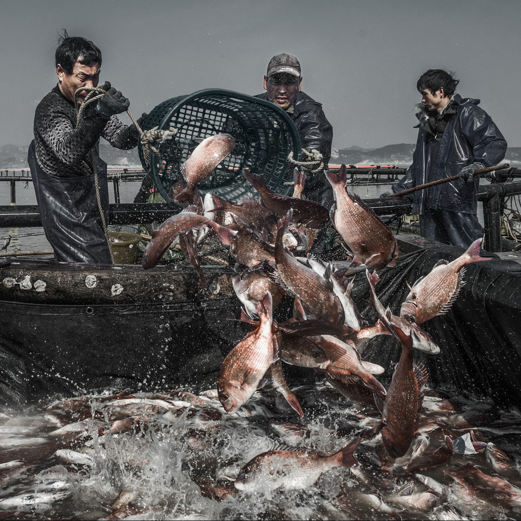 《收获的忙碌》(组照)-(2)2020年1月29日摄于福建省霞浦县海岛乡,渔民