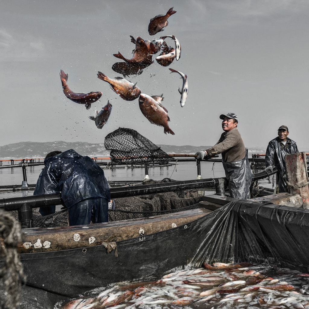《收获的忙碌》(组照)-(3)2020年1月29日摄于福建省霞浦县海岛乡,渔民