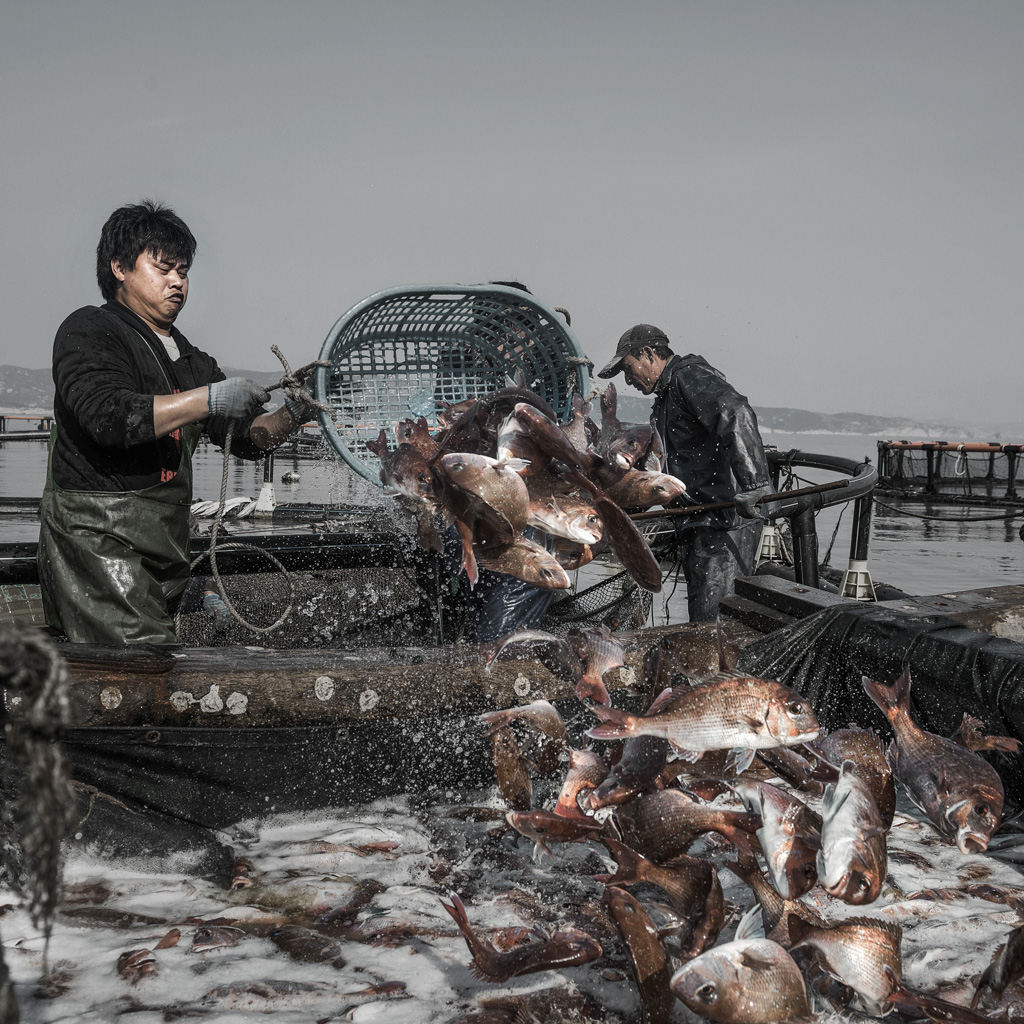《收获的忙碌》(组照)-(4)2020年1月29日摄于福建省霞浦县海岛乡,渔民