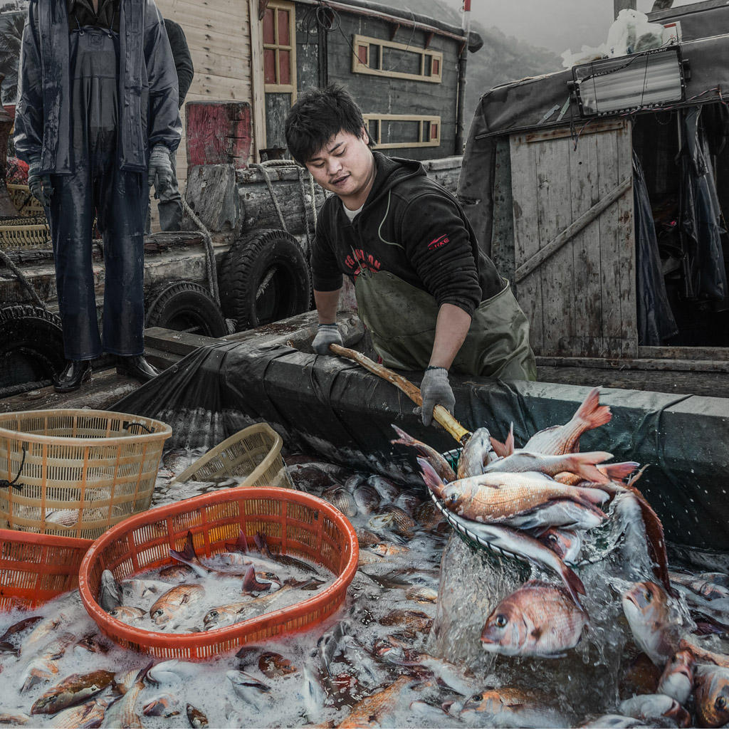 《收获的忙碌》(组照)(5)2020年1月29日摄于福建省霞浦县海岛乡,渔民