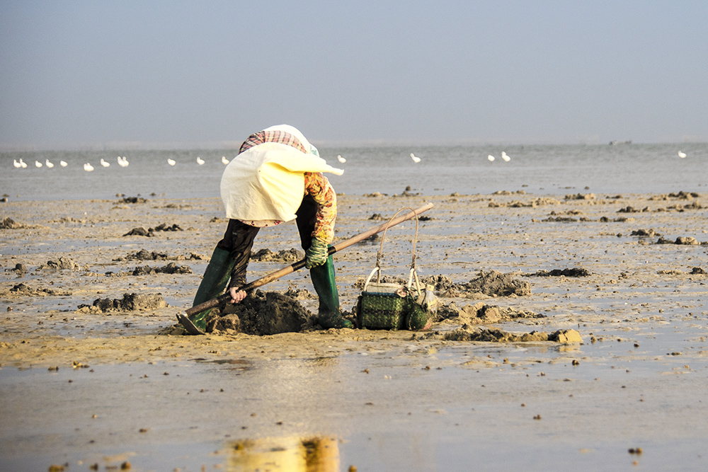 挖沙虫的渔家人