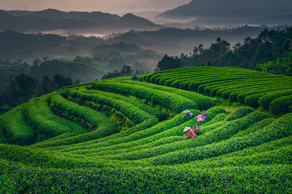 采茶季