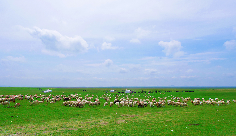 绿绿的草原上牛羊成群