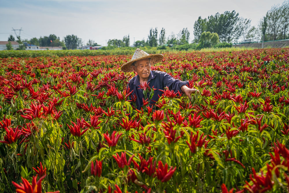 辣椒丰收季 王洪山-第二届高帆杯"行走中国"全国摄影大展 征稿区-大众